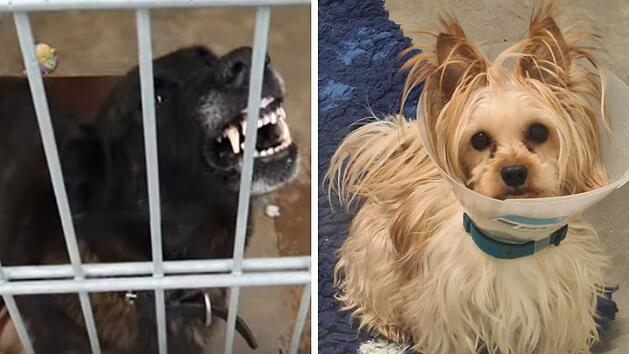 Tierheim Ha&szlig;berge schl&auml;gt Alarm - "Schattenhunde"  werden zum Problem