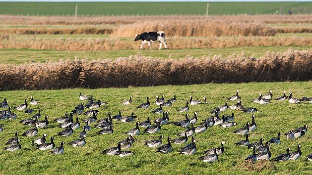 Gefl&uuml;gelpest in D&ouml;rfles-Esbach nachgewiesen &ndash; Warnung f&uuml;r Gefl&uuml;gelhalter