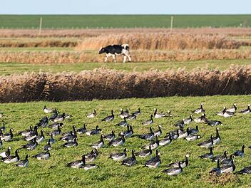 Gefl&uuml;gelpest in D&ouml;rfles-Esbach nachgewiesen &ndash; Warnung f&uuml;r Gefl&uuml;gelhalter