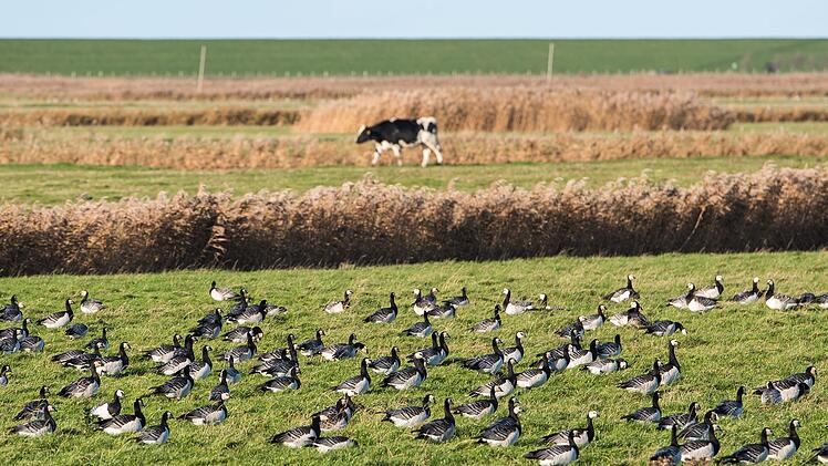 Landkreis Lichtenfels meldet Fall von Geflügelpest - Veterinäramt gibt Hinweise