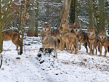 Im Tambacher Rudel sind alle Wölfe noch da, versichert Heinrich Graf zu Ortenburg. Foto: Rainer Lutz