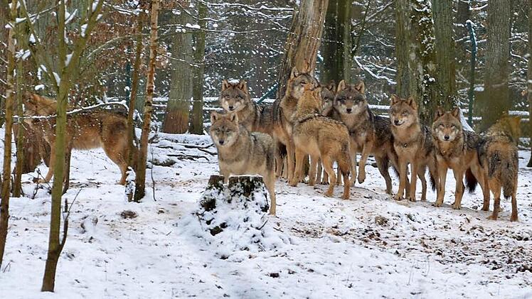 Im Tambacher Rudel sind alle Wölfe noch da, versichert Heinrich Graf zu Ortenburg. Foto: Rainer Lutz