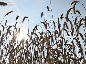 Die Gerste braucht die Sonne ebenso wie das Wasser. Aber alles im richtigen Verhältnis, weder zu wenig noch zu viel ist gut.  Fotos: Michael Busch