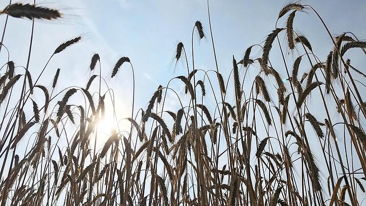 Die Gerste braucht die Sonne ebenso wie das Wasser. Aber alles im richtigen Verhältnis, weder zu wenig noch zu viel ist gut.  Fotos: Michael Busch