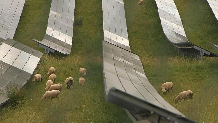 Die "lebenden Rasenmäher" in der Fotovoltaikanlage.