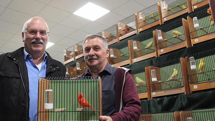 Der Farbkanarienvogel in rot (eine immer seltener werdende Art) hat Haltung angenommen - wie viele Punkte ihm das bei der 41. Ausstellung der Vogelfreunde Bad Kissingen am Ende einbringt, erfahren der Vorsitzende Roland Hehn (links) und sein Stellvertreter Bruno Kirchner erst später.  Foto: Anja Greiner