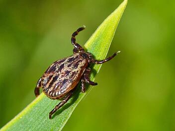 Im Gras lauert die Gefahr: Zecken können Krankheiten wie Borreliose oder Frühsommer-Meningoenzephalitis (FSME) übertragen. Foto: dpa