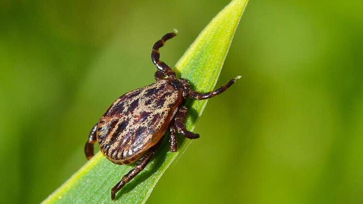 Im Gras lauert die Gefahr: Zecken können Krankheiten wie Borreliose oder Frühsommer-Meningoenzephalitis (FSME) übertragen. Foto: dpa