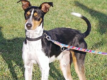 Soli sucht ein Zuhause. Foto: Tierheim