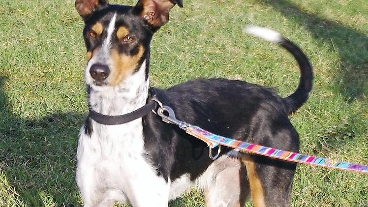 Soli sucht ein Zuhause. Foto: Tierheim