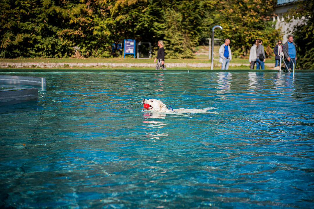 Leinen los! Hunderte Fellnasen erobern Freibad nach Saisonende