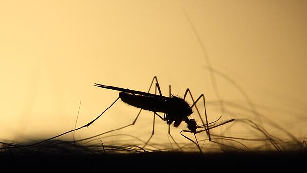 Stechmücke, Insektenstich, Mücke, Mosquito, Moskito