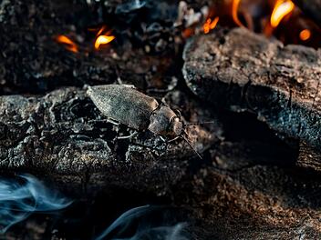 Der Schwarze Kiefernprachtk&auml;fer/ Melanophila acuminata kann einen Waldbrand in &uuml;ber 80 Kilometer Entfernung sp&uuml;ren und braucht frisch verbranntes Holz um sich fortzupflanzen.