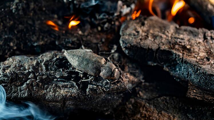 Der Schwarze Kiefernprachtk&auml;fer/ Melanophila acuminata kann einen Waldbrand in &uuml;ber 80 Kilometer Entfernung sp&uuml;ren und braucht frisch verbranntes Holz um sich fortzupflanzen.