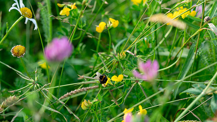 Okökontofläche entsteht im Landkreis Bayreuth: Hummel auf Hornklee am Blühstreifen nach der Mahd
