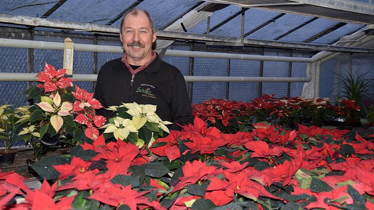 Thomas Schäfer steht hier in einem Gewächshaus voller Weihnachtssterne. Bereits im Juni beginnt er mit der Aufzucht, damit ab Ende November ausreichend Pflanzen vorrätig sind. Foto: Kathrin Kupka-Hahn