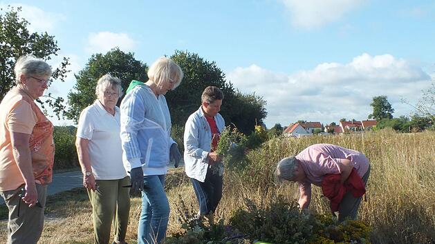 Nicht leicht fiel es den Herzogenauracher Frauen angesichts der Trockenheit,  geeignete Pflanzen f&uuml;r die Wurzb&uuml;scshel zu finden.Manfred Welker