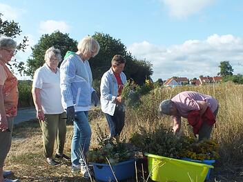 Nicht leicht fiel es den Herzogenauracher Frauen angesichts der Trockenheit,  geeignete Pflanzen f&uuml;r die Wurzb&uuml;scshel zu finden.Manfred Welker
