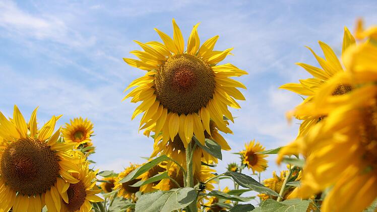 Im Juli schmückten üppige Sonnenblumen Frimmersdorf.   Mittlerweile sind die Pflanzen verblüht und  erntereif.  Wenn das Wetter mitspielt, wird kommende Woche gedroschen. Dann kommen die  Kerne in belüftete Silos. Foto: Christian Bauriedel