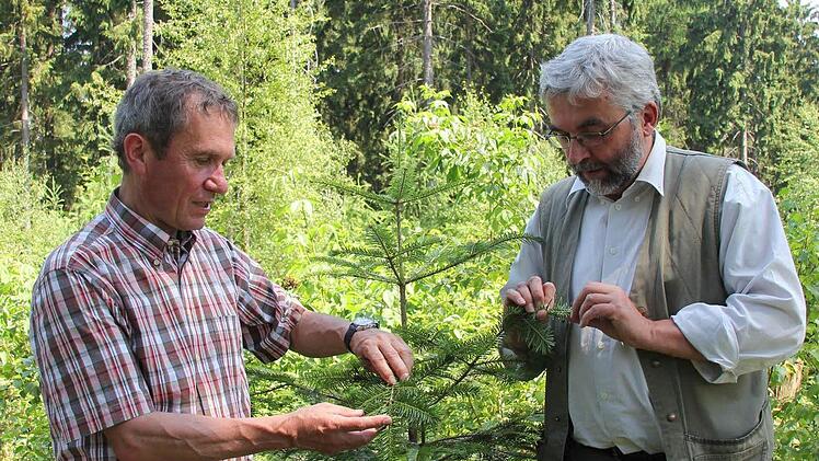 Die Forstbetriebsleiter Fritz Maier (links) und Peter Hagemann (rechts) auf der Radspitze. Dort haben sich auf einer Freifläche viele Mischbaumarten angesiedelt, nur wenige wie die Weißtanne, an der Peter Hagemann riecht, wurden gepflanzt. Im Hintergrund sind Fichtenaltbestände zu sehen.  Foto: Friedwald Schedel