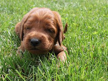 Eine Handvoll Hund im grünen Gras: Irish Setter-Welpe Paul entdeckt den Garten. Fotos: Katja Müller