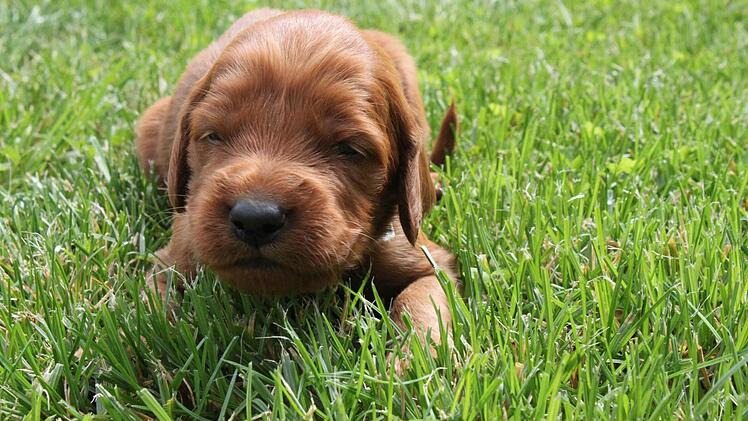Eine Handvoll Hund im grünen Gras: Irish Setter-Welpe Paul entdeckt den Garten. Fotos: Katja Müller