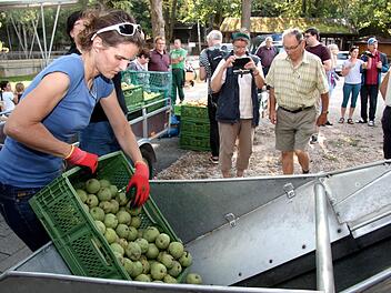 Petra Fischer hatte alle Hände voll zu tun, um ihre Ernte auf das Förderband zu bringen.     Foto: Richard Sänger