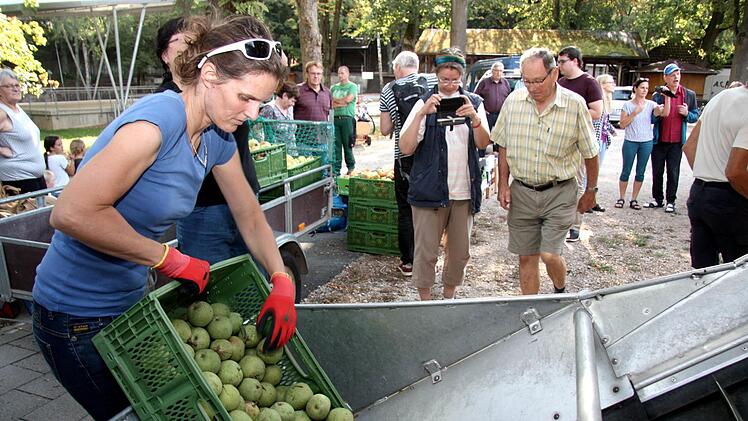 Petra Fischer hatte alle Hände voll zu tun, um ihre Ernte auf das Förderband zu bringen.     Foto: Richard Sänger