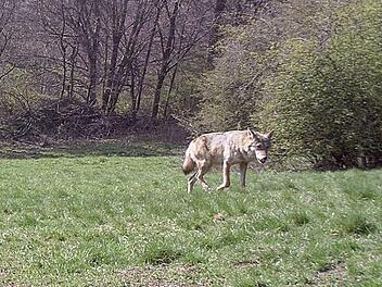 Das erste offizelle Bild eines Wolfes im Landkreis Bad Kissingen.  LfU