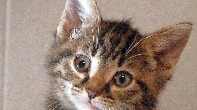 Unnati schaut aus ihrem K&ouml;rbchen.