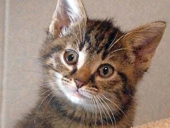 Unnati schaut aus ihrem Körbchen.