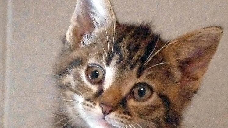 Unnati schaut aus ihrem Körbchen.