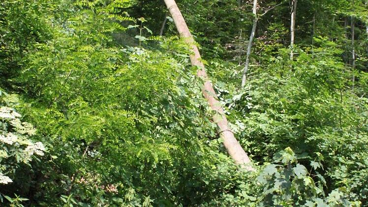 Der Baum fällt.