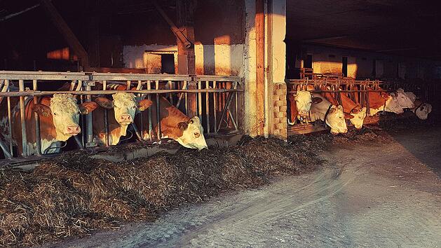 In Unterfranken ist ein Kuhstall in Brand geraten, wobei mehrere K&auml;lber ums Leben kamen.