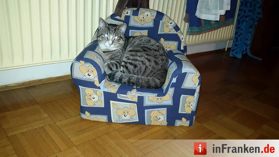 Die Katzen unserer Leser