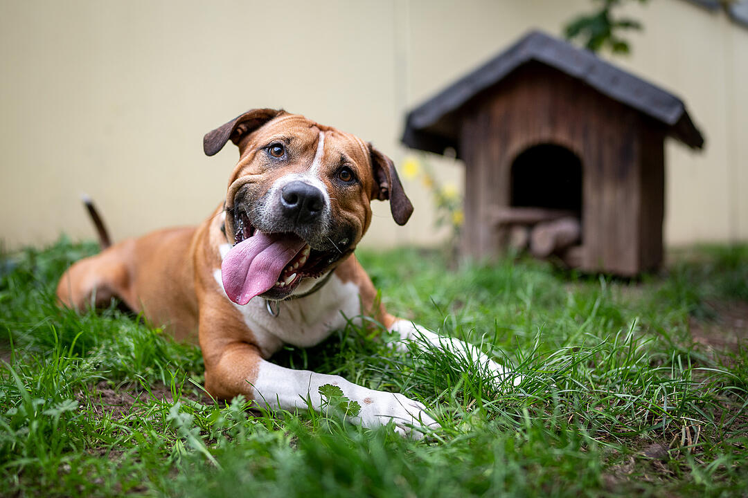 Pitbull Terrier und Co.: Diese "Listenhunde" leben derzeit im Tierheim Nürnberg