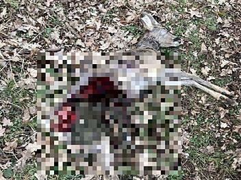 Coburg: Gerissenes Reh in Creidlitz entdeckt - wurde "scheußlich zugerichtet"