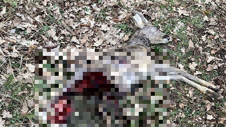 Coburg: Gerissenes Reh in Creidlitz entdeckt - wurde "scheußlich zugerichtet"