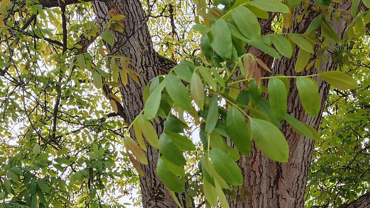 Forchheim: Neue Eisdiele "Fränkische Eis-Werkstatt" eröffnet - "Unheimlicher Anklang"