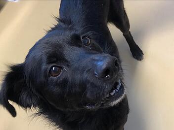 Tierheim Hersbruck: Wurde Hund "Freddy" ausgesetzt - "Leider verhärtet sich unser Verdacht"