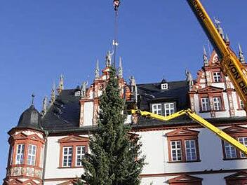 Seit Montagvormittag steht der Coburger Weihnachtsbaum vorm Stadthaus am Marktplatz. Foto: Simone Bastian