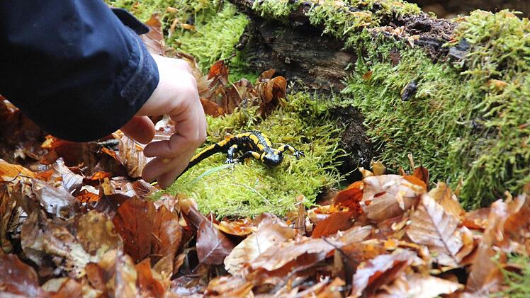 Ein letztes Mal in Stellung gebracht..danach wird der Feuersalamander in Ruhe gelassen.