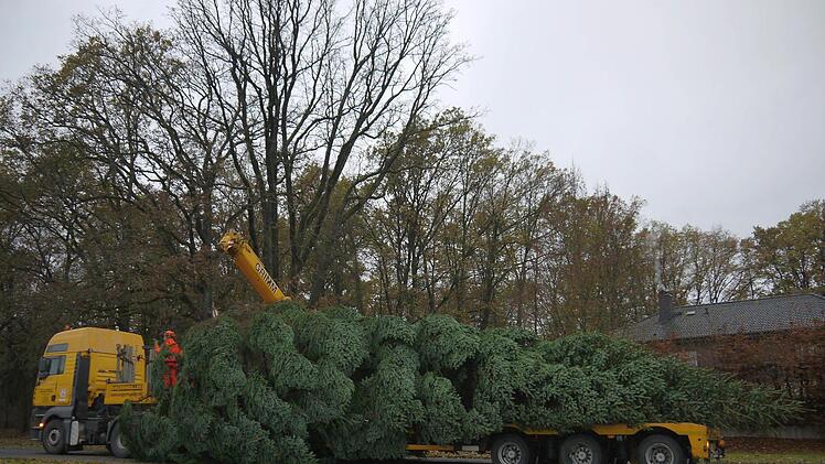 Kommt aus Wildenheid, schmückt den Neustadter Markt: eine 15 Meter hohe Nordmanntanne. Foto: Berthold Köhler