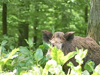 Schwarzwild ist längst kein seltener Gast mehr in den Coburger Wäldern, das zeigen Abschusszahlen von oft mehr als 1000 Tieren im Jahr. Für die Landwirte, aber auch für die Jäger, ist der Appetit der Tiere oft mehr als nur ärgerlich. Foto: Rainer Lutz