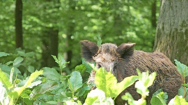 Schwarzwild ist längst kein seltener Gast mehr in den Coburger Wäldern, das zeigen Abschusszahlen von oft mehr als 1000 Tieren im Jahr. Für die Landwirte, aber auch für die Jäger, ist der Appetit der Tiere oft mehr als nur ärgerlich. Foto: Rainer Lutz