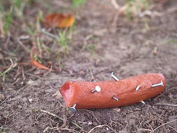 Tierheim Bamberg: Fleischköder mit Nägeln gefunden - Warnung an Hunde-Halter Tierheim Bamberg: Fleischköder mit Nägeln gefunden - Warnung an Hunde-Halter