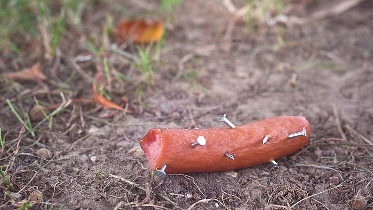 Tierheim Bamberg: Fleischköder mit Nägeln gefunden - Warnung an Hunde-Halter