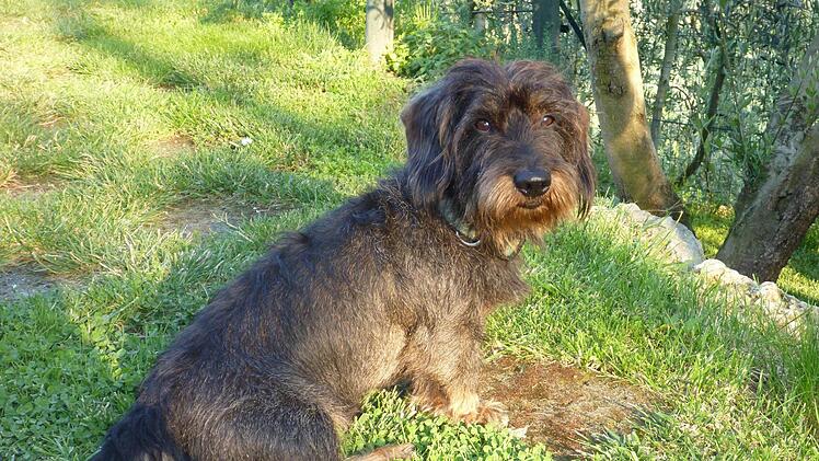 Benny (siegfried Then)