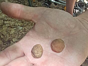 Der Trüffelfund von Heinz Fausten im Frühjahr dieses Jahres im Wald bei WeißenbrunnHelmut Will