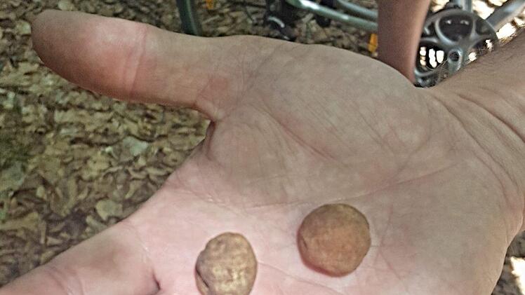 Der Trüffelfund von Heinz Fausten im Frühjahr dieses Jahres im Wald bei WeißenbrunnHelmut Will